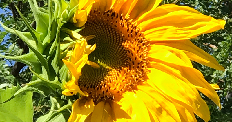 Helianthus Annuus