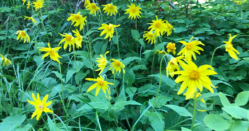 Arrowleaf Balsamroot