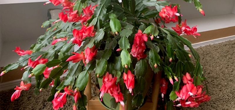 Schlumbergera