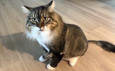 Stinker